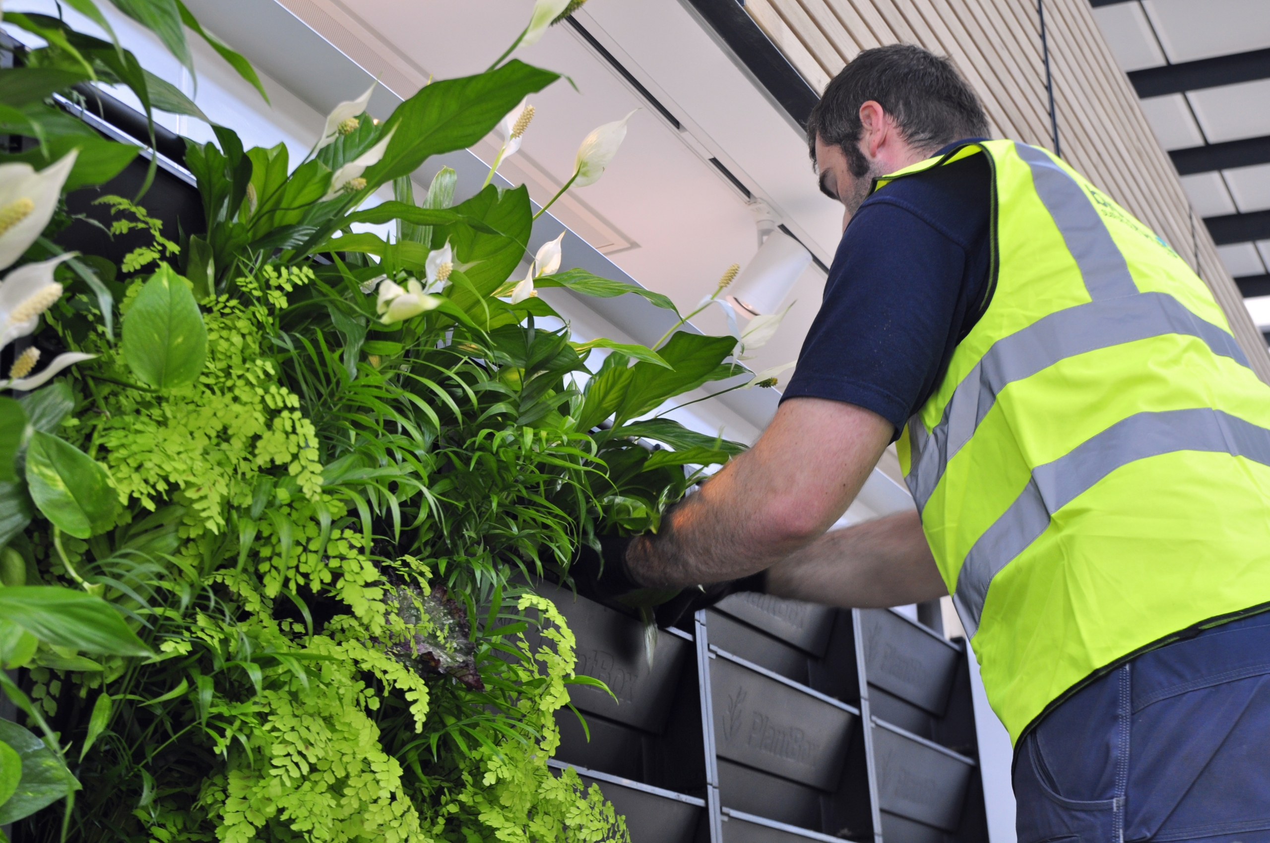 Biotecture team member planting up the PlantBox living wall at RHS Wisley