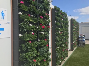 wellbeing garden flowers