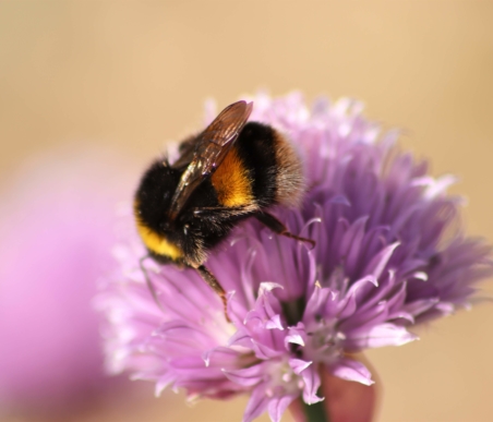 bees are important for biodiversity