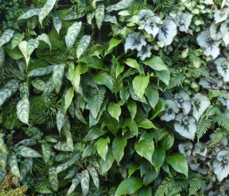 Living Green Wall Plants
