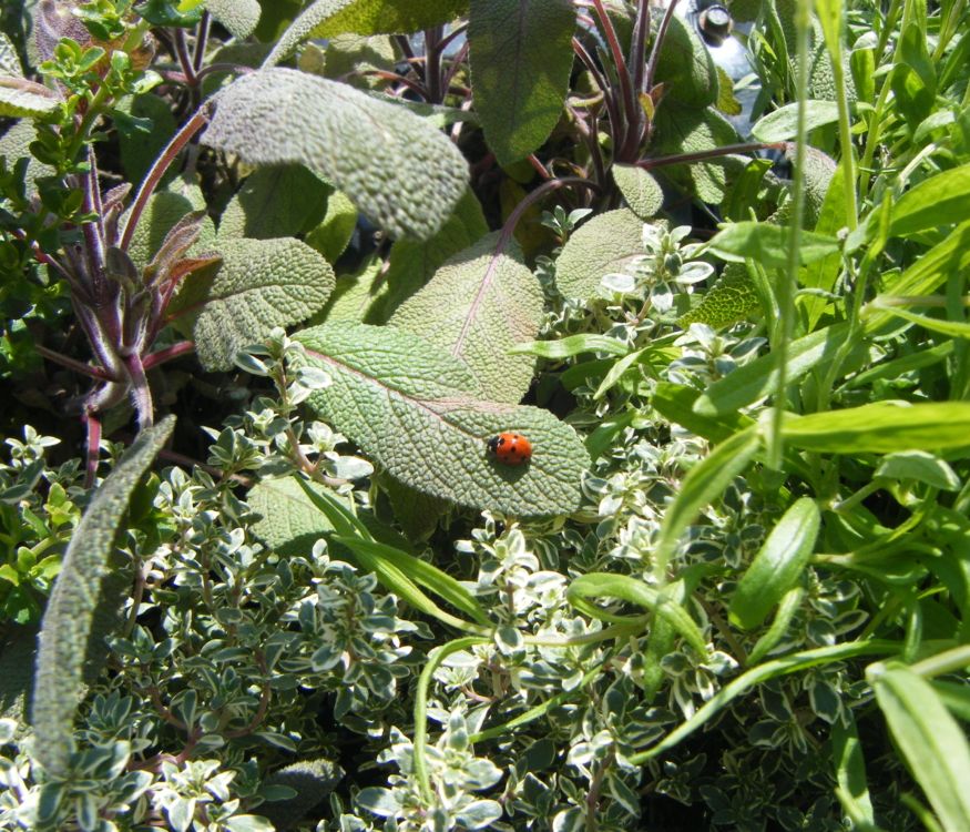 Living wall biodiversity