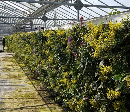 Living Wall Planting in the the Biotecture nursery in West Sussex