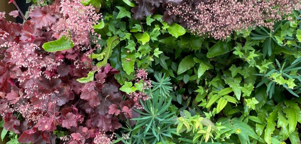 Living wall plants
