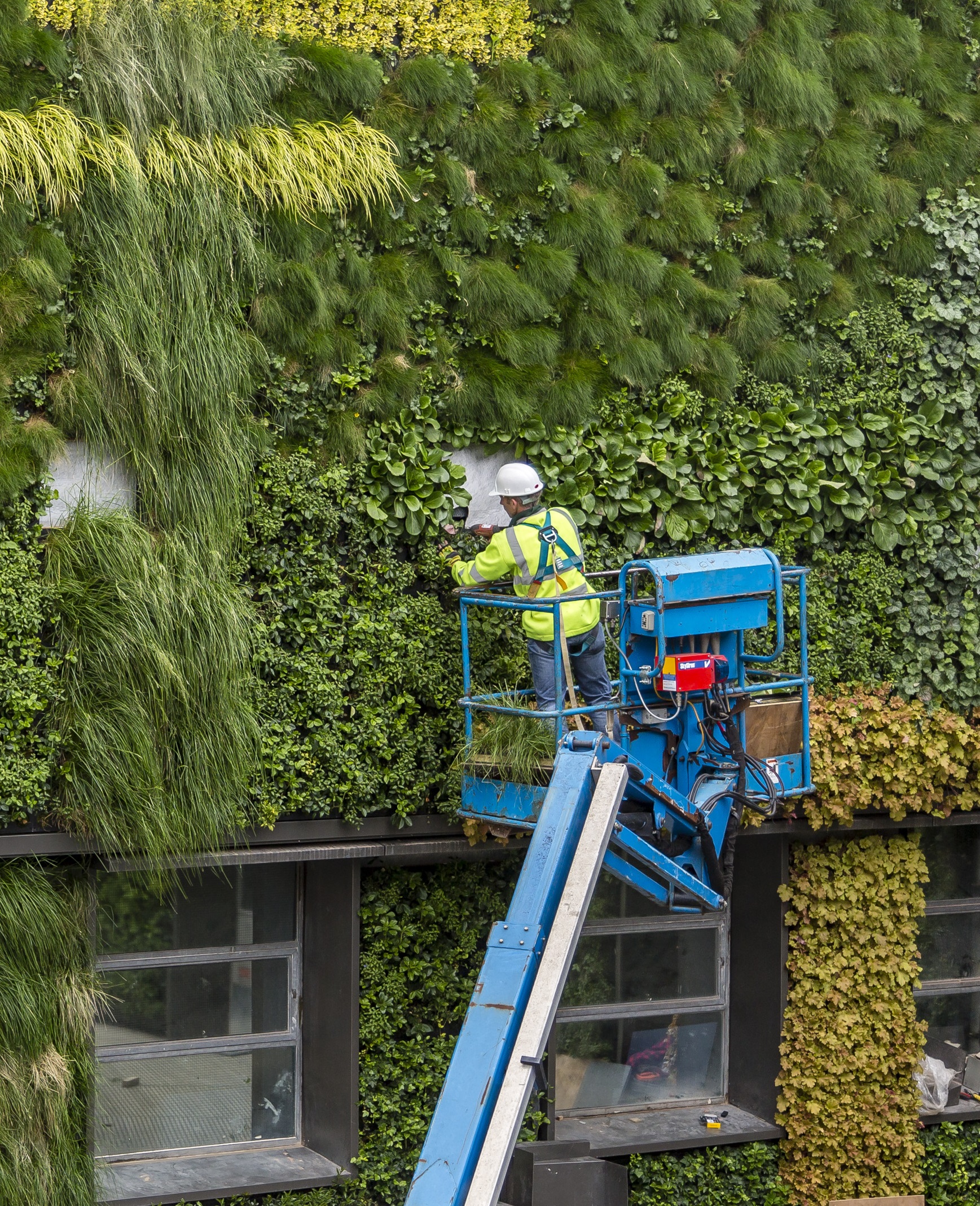 Green Wall Installation
