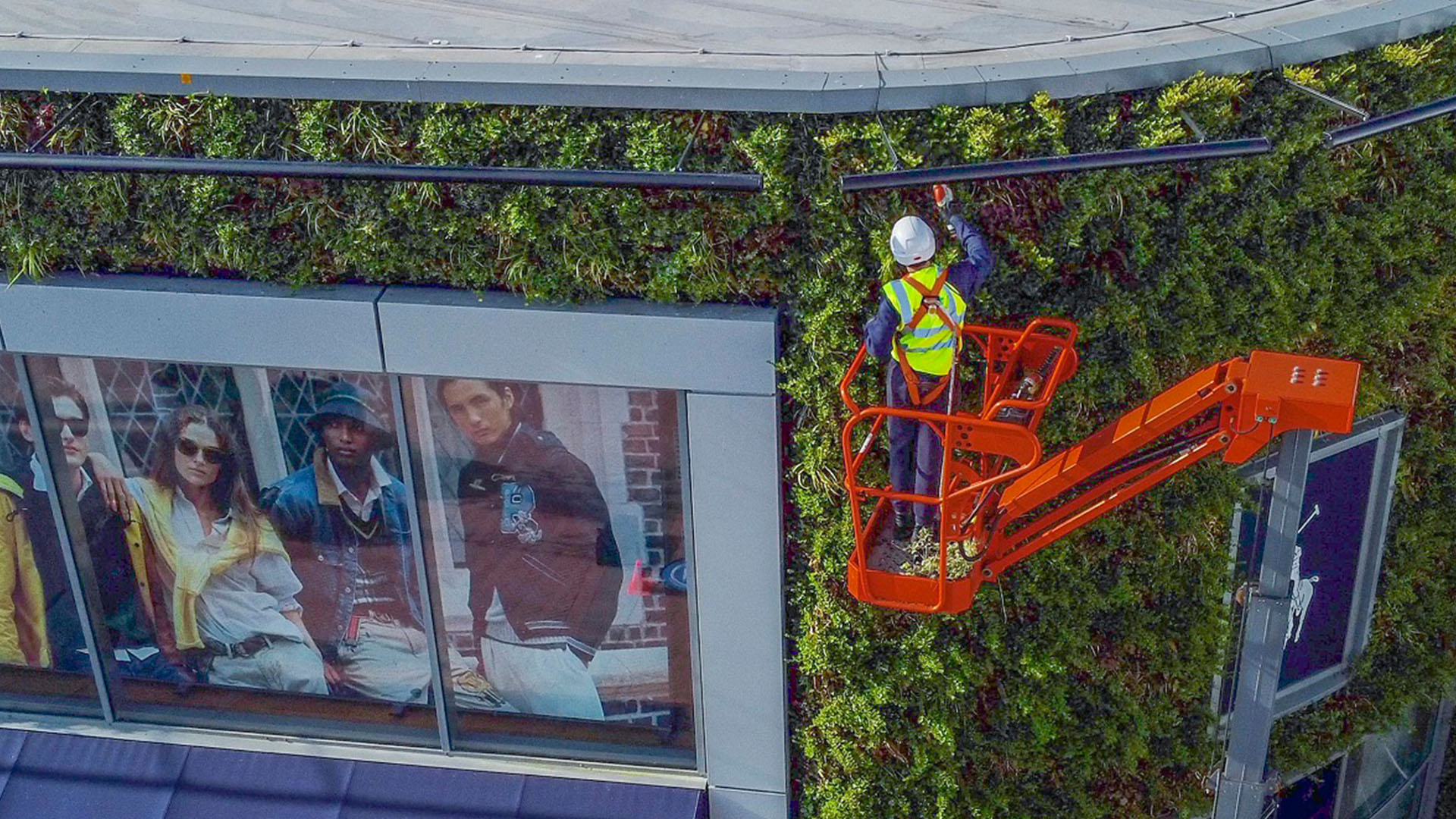 Living Wall Maintenance