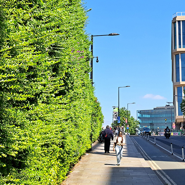 Living wall along a busy road