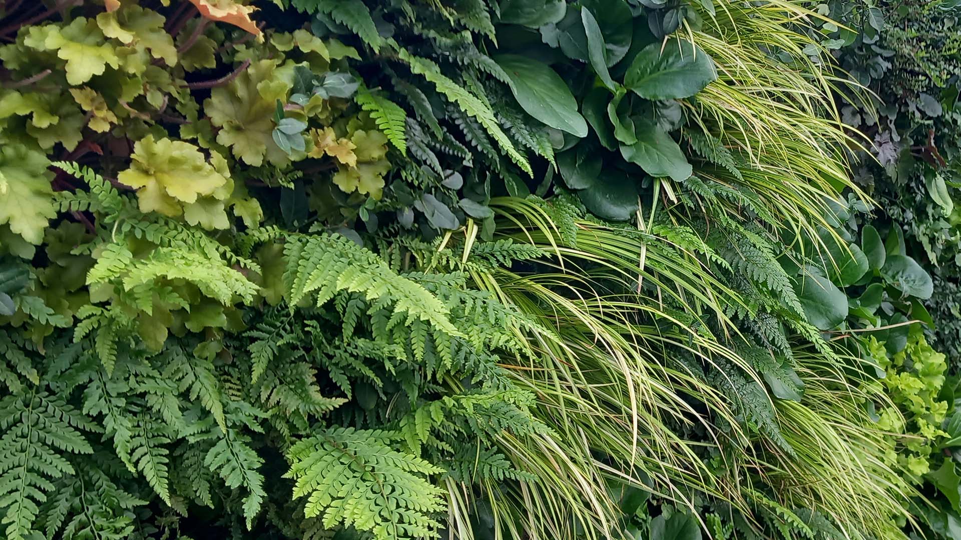 green wall background