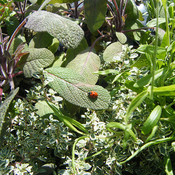 ladybird on plant wall
