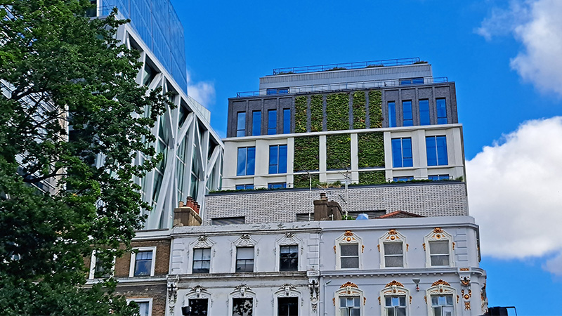 Roof terrace green wall