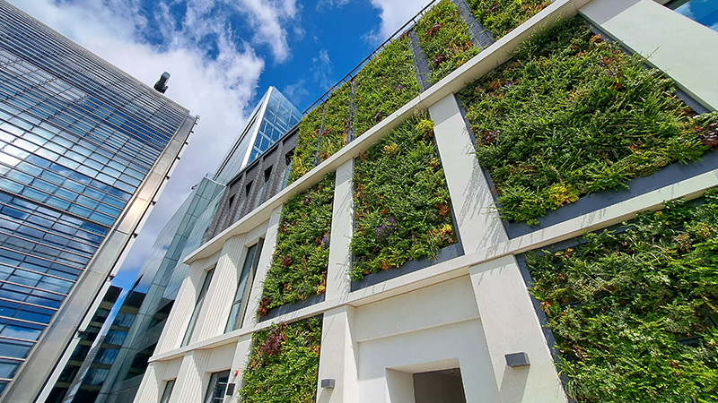Roof terrace green wall